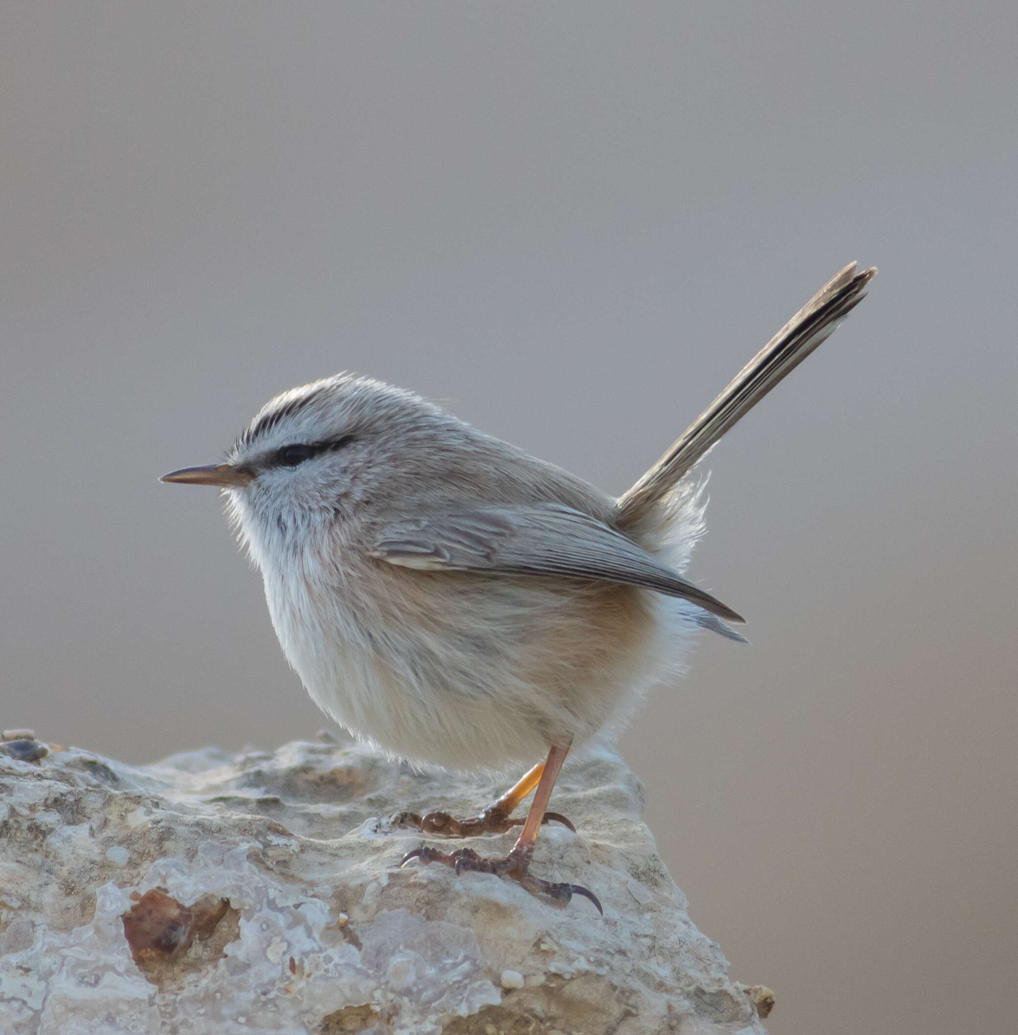 Image de Scotocercidae