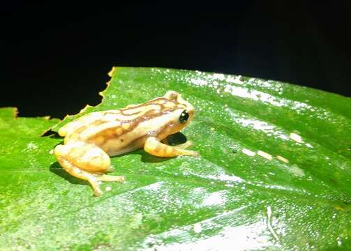 Image of Ochlandra shrub frog