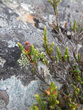 Imagem de Cassiope ericoides (Pall.) D. Don