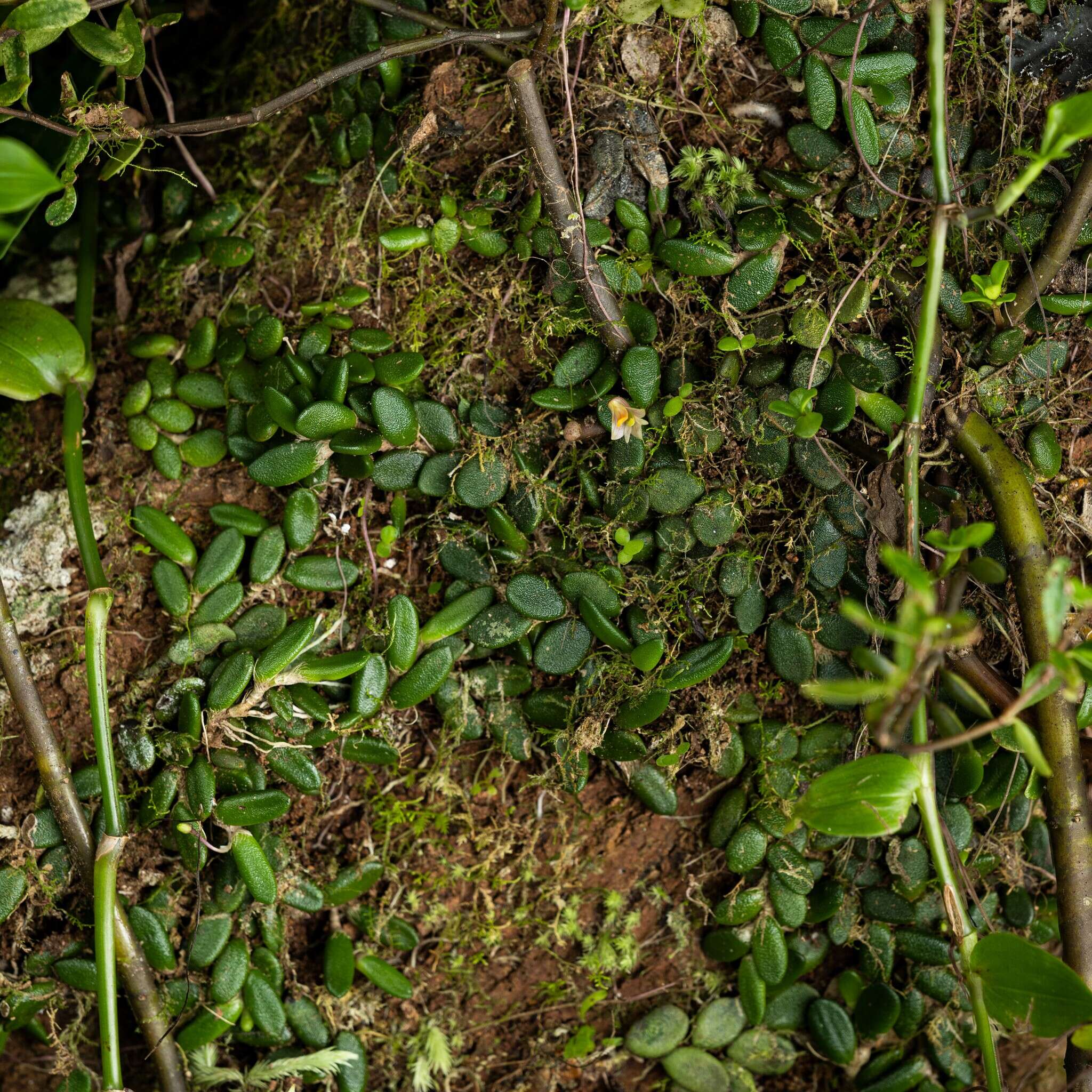 صورة Dendrobium lichenastrum (F. Muell.) Rolfe