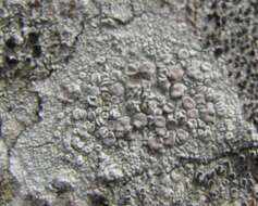 Imagem de Lecanora subpallens