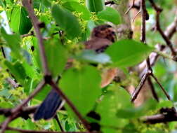 Image of Bearded Scrub Robin