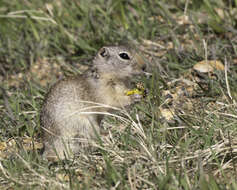Image of Wyoming ground squirrel