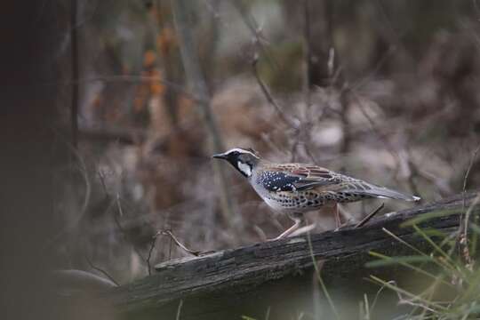 Image of Spotted Quail-thrush