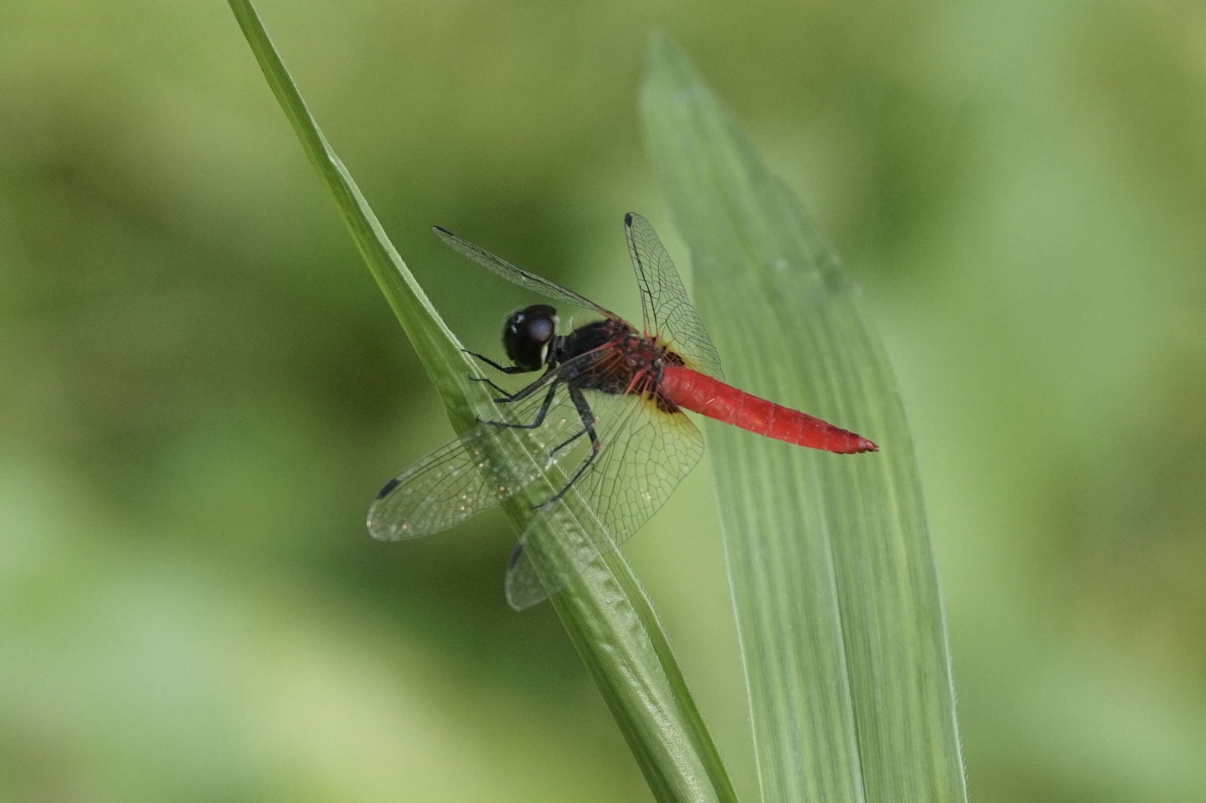 Image of Aethriamanta brevipennis (Rambur 1842)