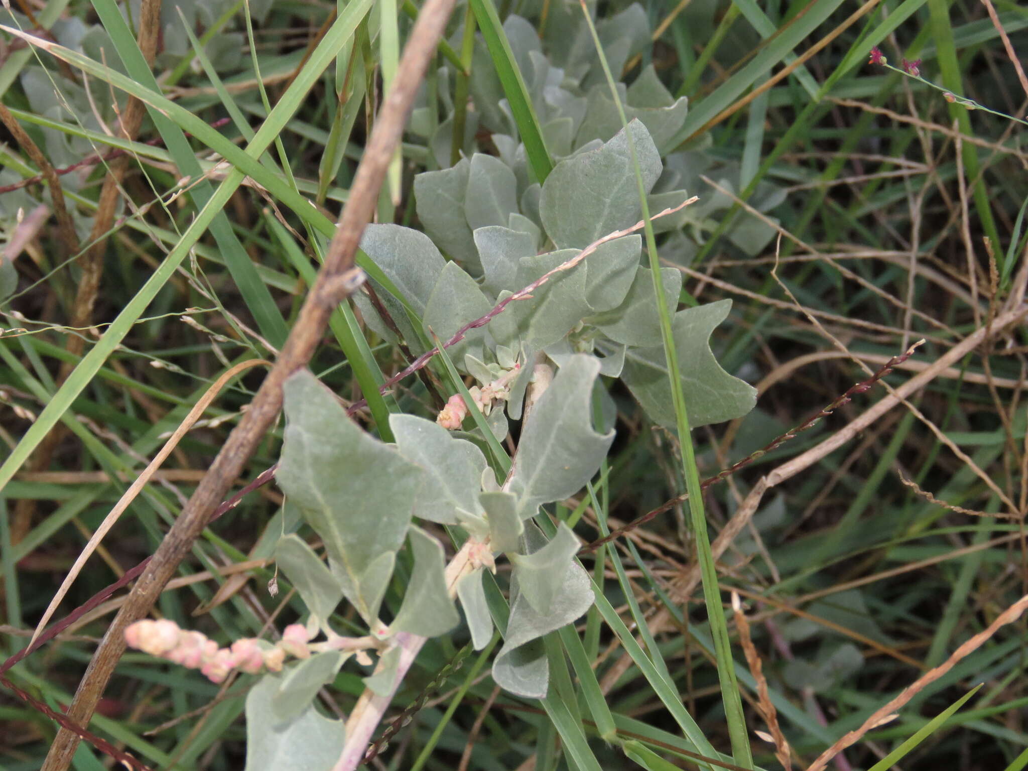 Image of saltbush