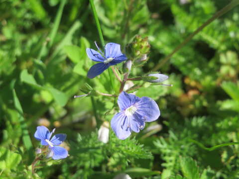 Image of bird's-eye speedwell