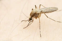 Image of Aedes dorsalis (Meigen 1830)