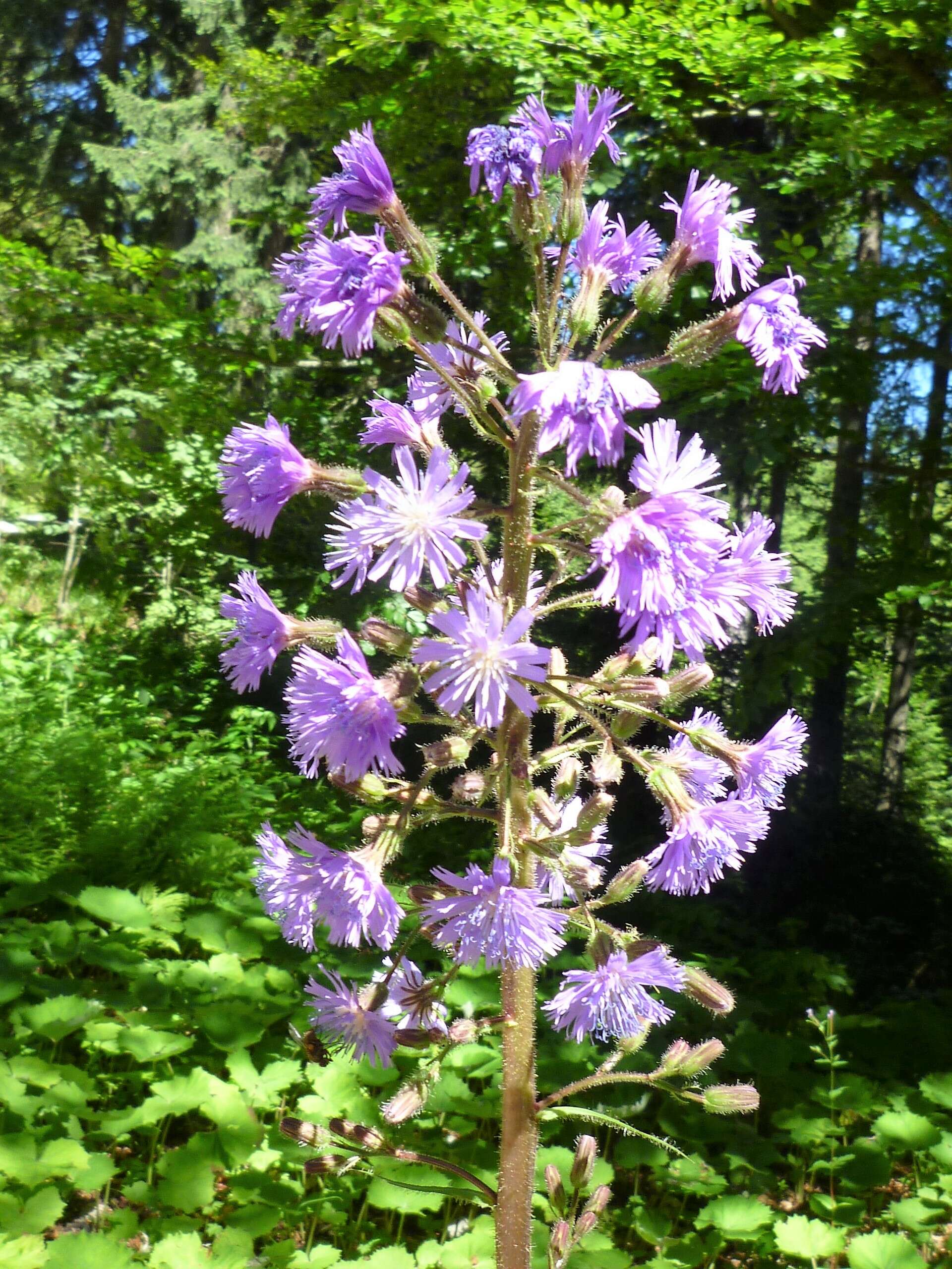 Image de Cicerbita alpina (L.) Wallr.