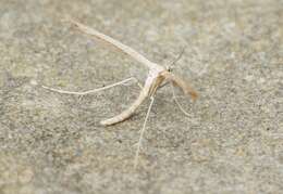 Lioptilodes albistriolatus (Zeller 1871) resmi