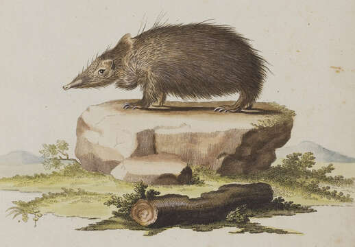 Image of Common Tenrec