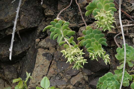 Image of Aeonium castello-paivae C. Bolle