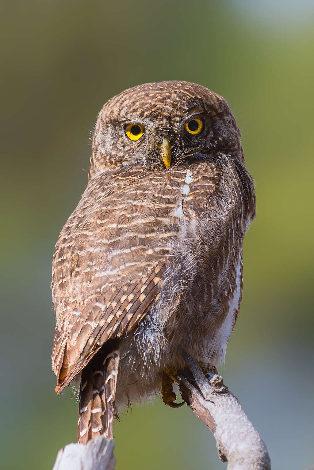 Image of Asian Barred Owlet