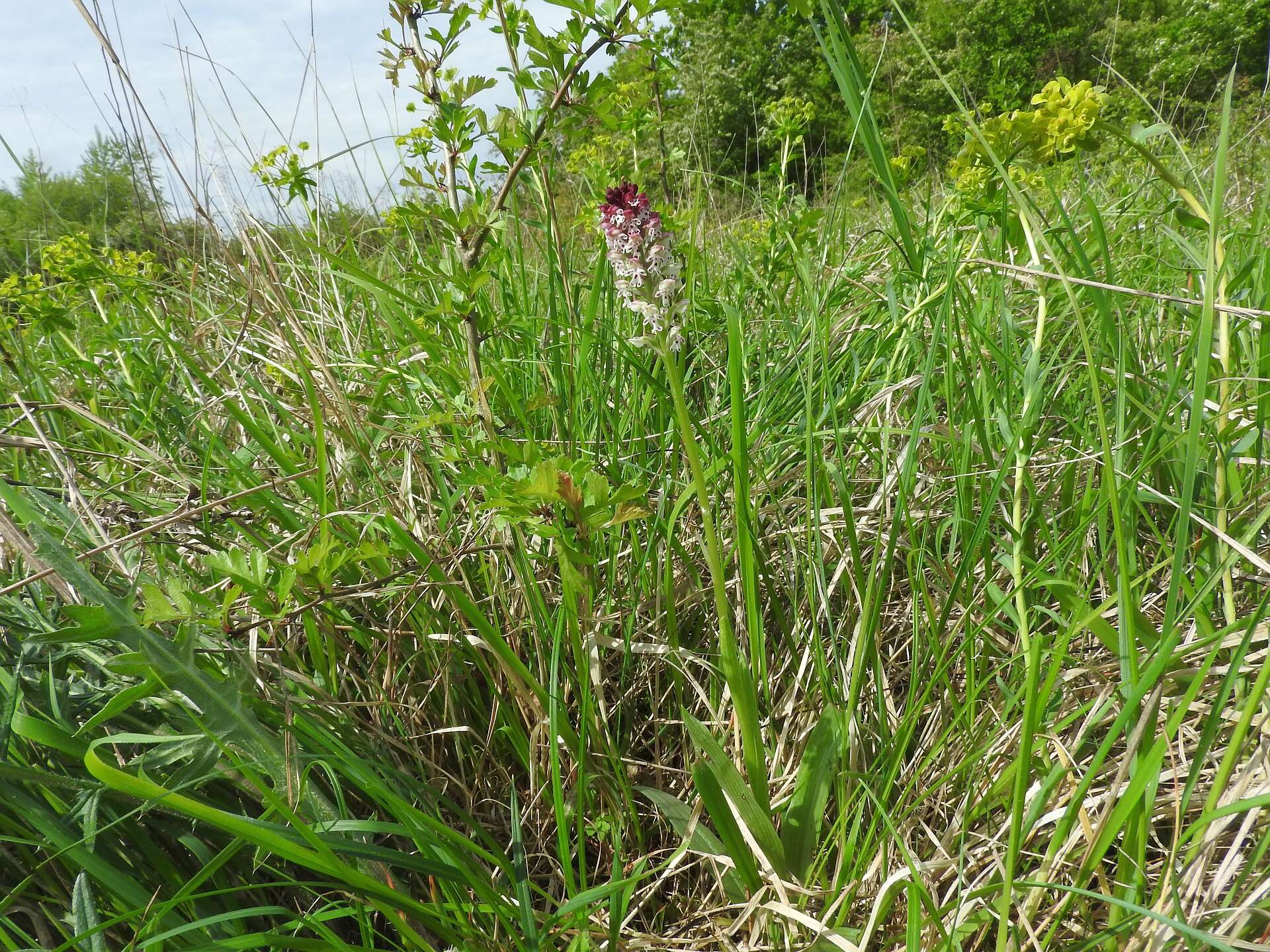 Image of Burnt orchid