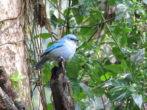 Image of Azure-shouldered Tanager