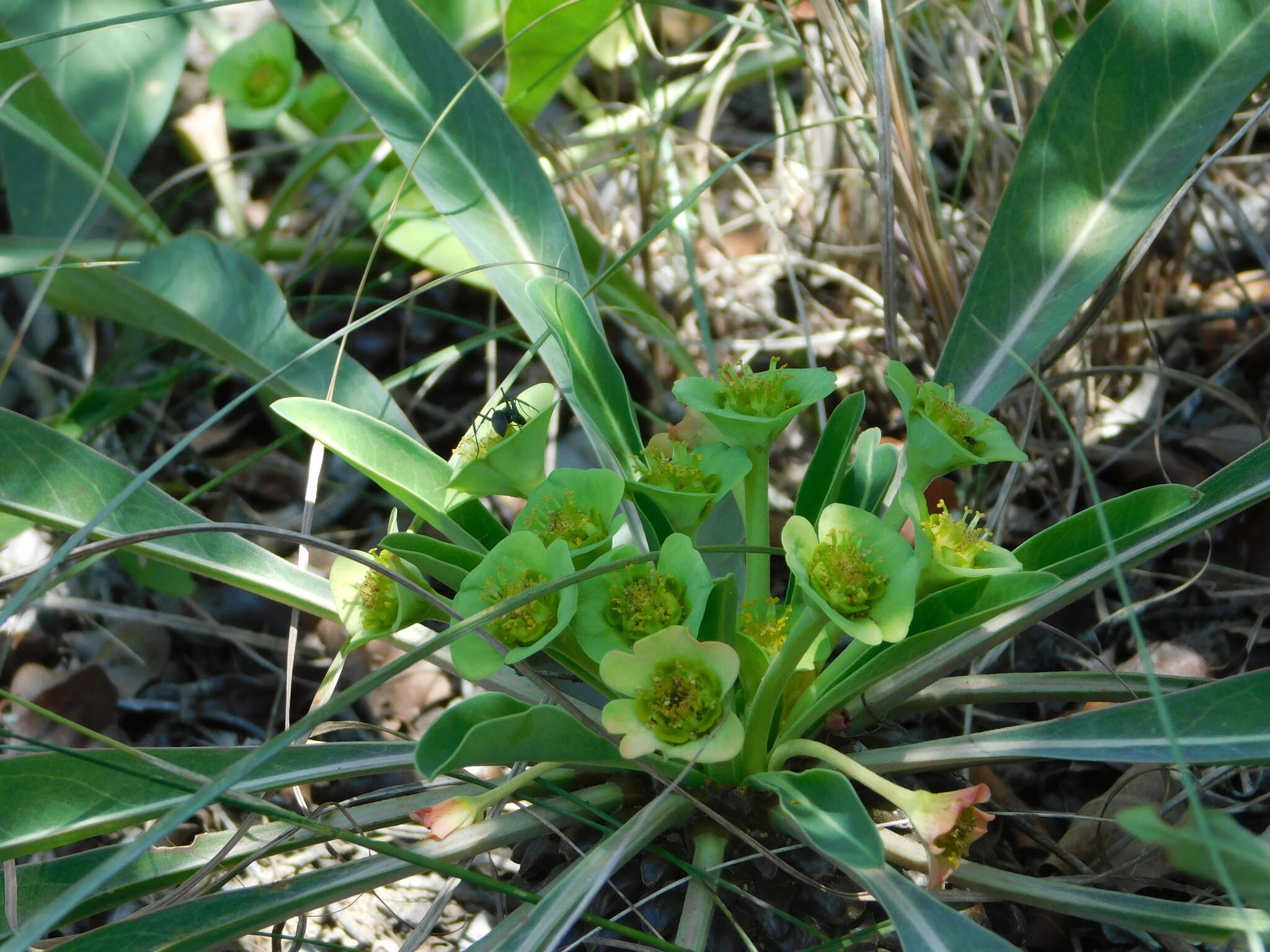 صورة Euphorbia bupleurifolia Jacq.