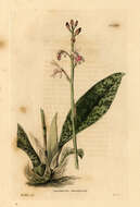 Image of Monk orchid
