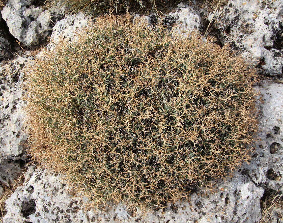 Image of Bupleurum fruticescens subsp. spinosum (Gouan) O. Bolos & Vigo