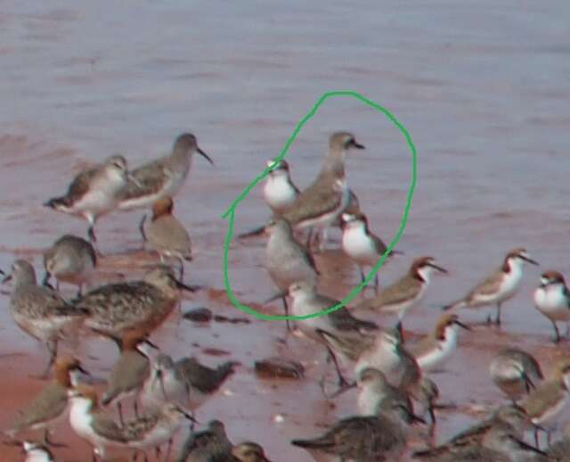 Image of Greater Sand Plover