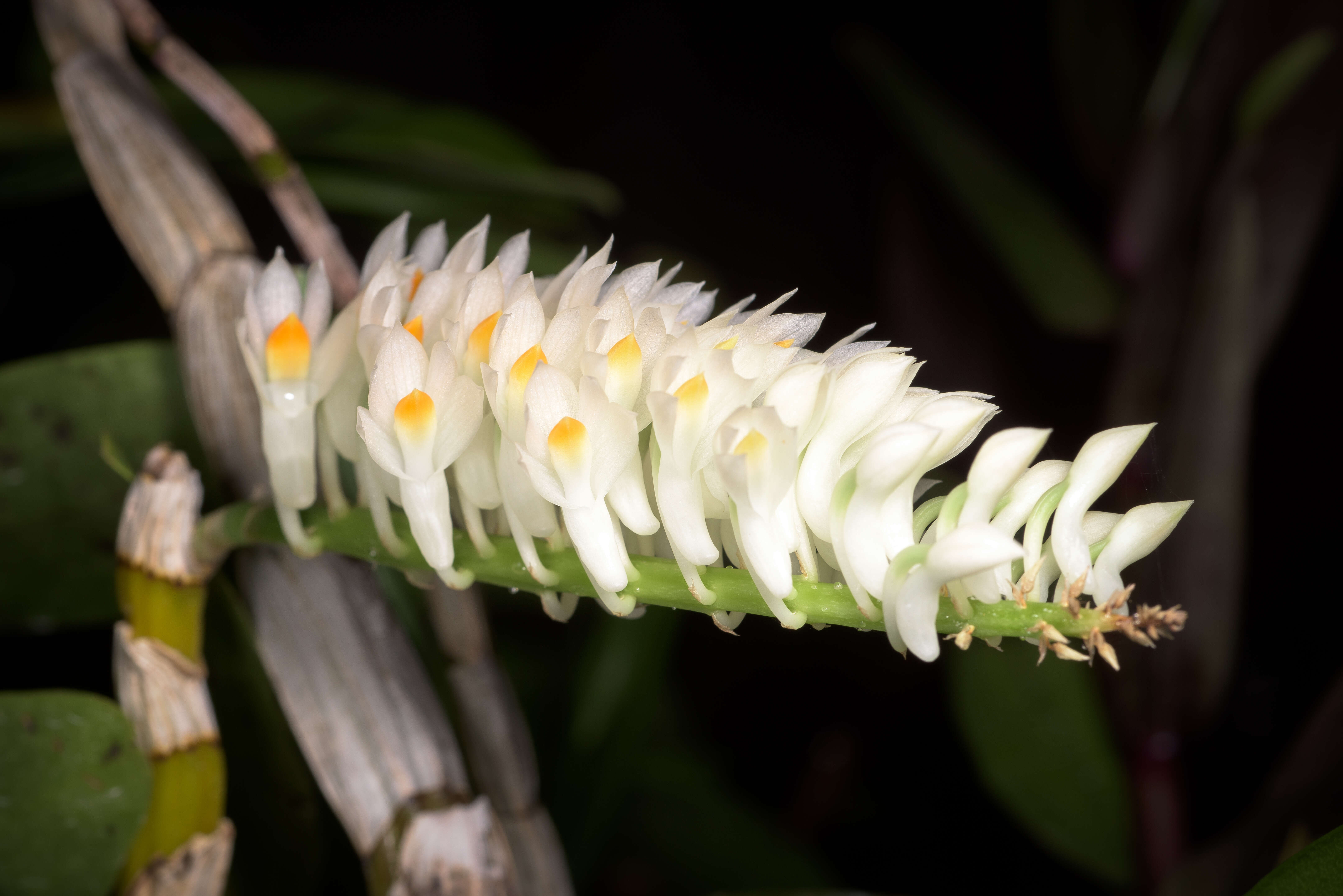 Sivun Dendrobium secundum (Blume) Lindl. ex Wall. kuva