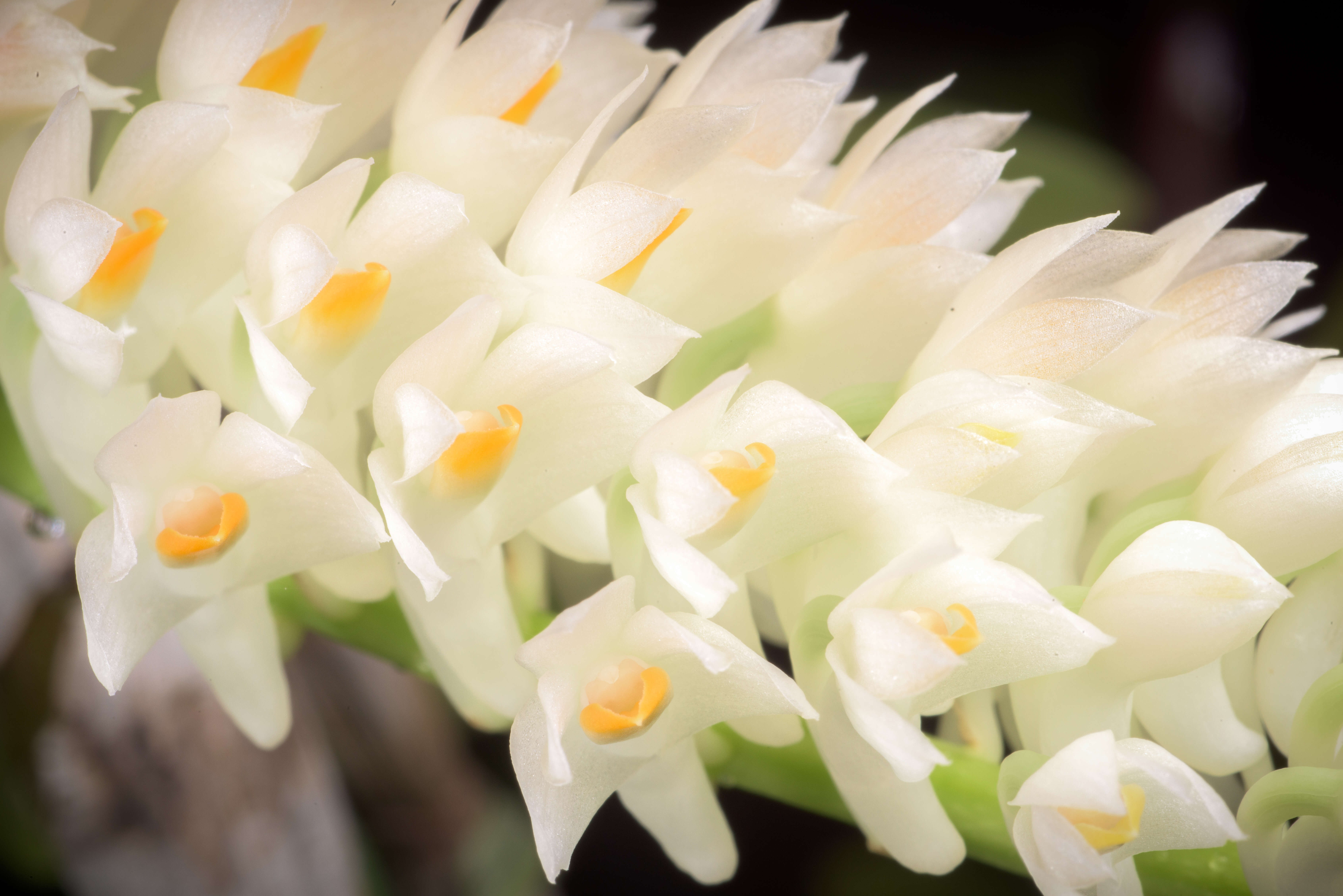 Sivun Dendrobium secundum (Blume) Lindl. ex Wall. kuva