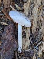 Image of Pluteus orestes Vellinga & Justo 2014