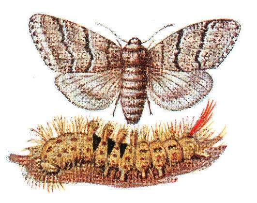 صورة Calliteara pudibunda Linnaeus 1758