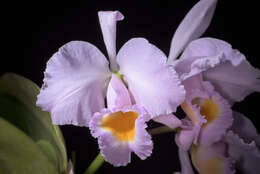 Image of Cattleya schroederae (Rchb. fil.) Sander