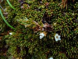 Image de Dracophyllum politum (Cheesem.) Cockayne