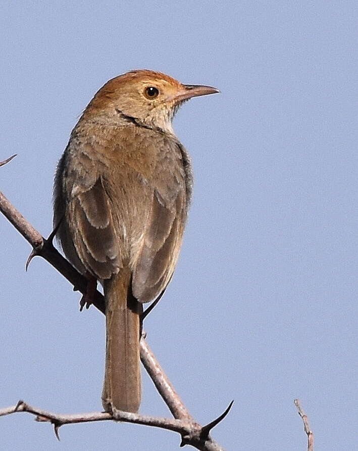 Imagem de Cisticola fulvicapilla ruficapilla (Smith & A 1842)