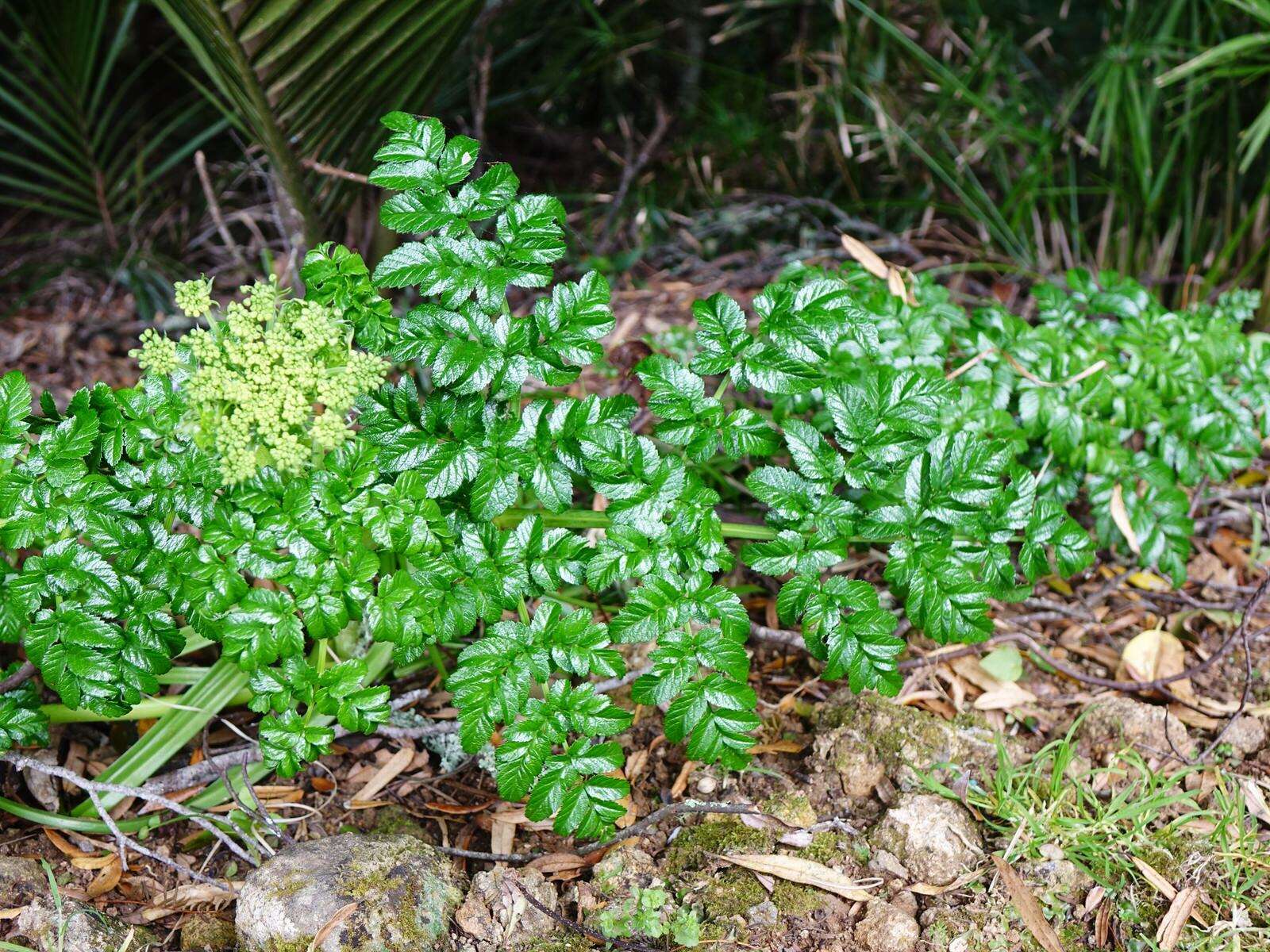 Image of Angelica pachycarpa Lange