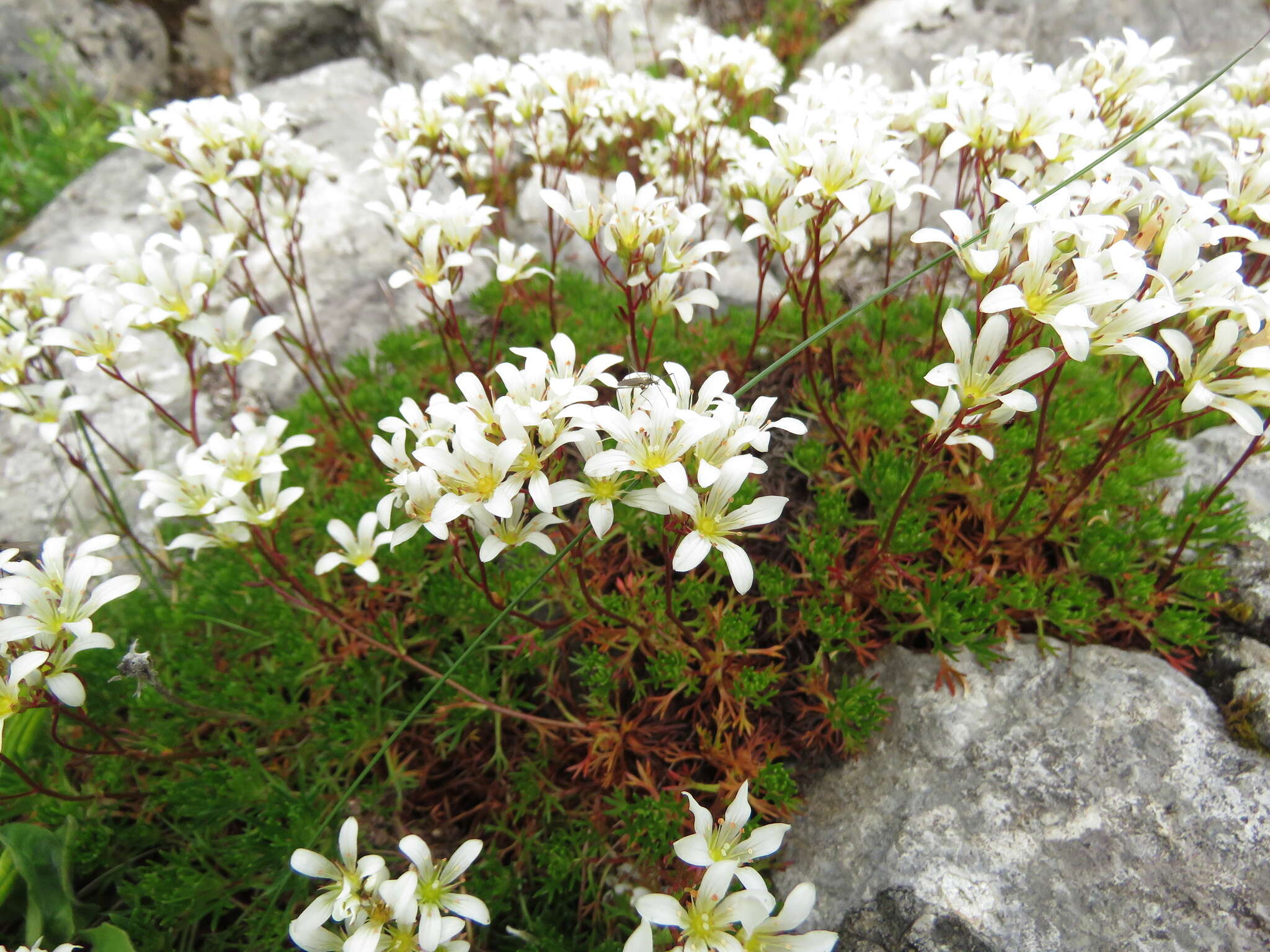 Sivun Saxifraga canaliculata Boiss. & Reuter ex Engler kuva