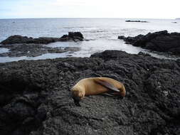 Image of Galapagos Sea Lion
