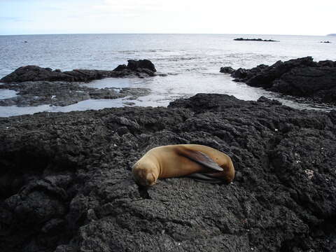 Image of Galapagos Sea Lion