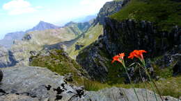 Image of Gladiolus nerineoides G. J. Lewis