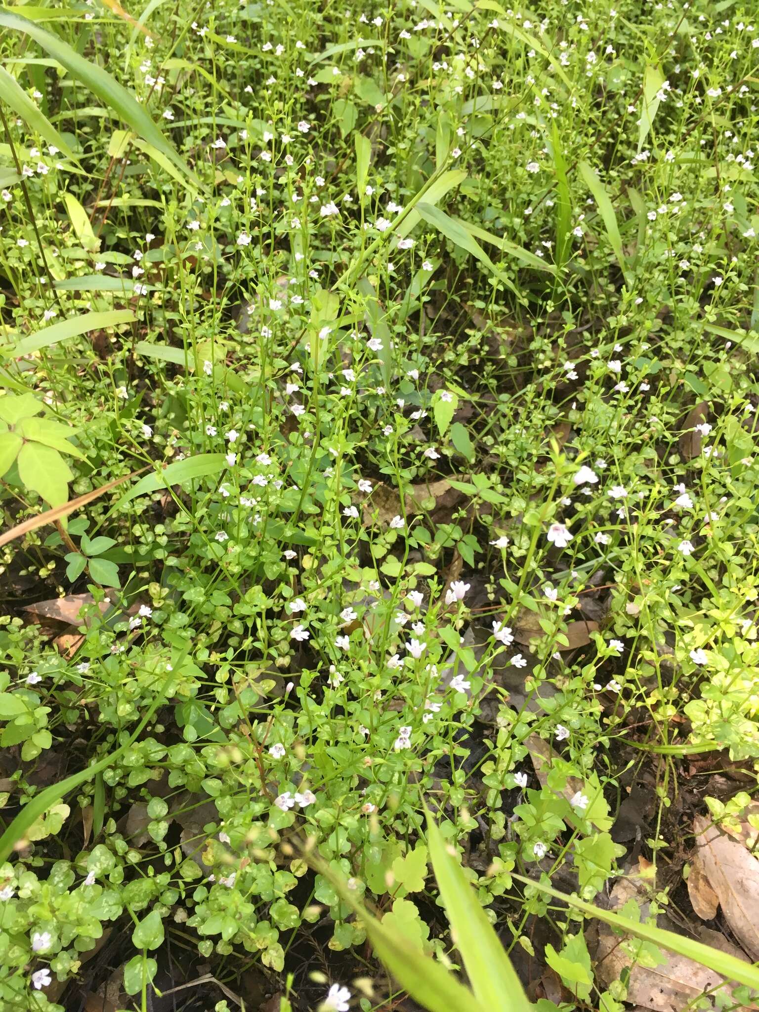 Clinopodium brownei (Sw.) Kuntze resmi