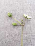 Image of Morison's spurry