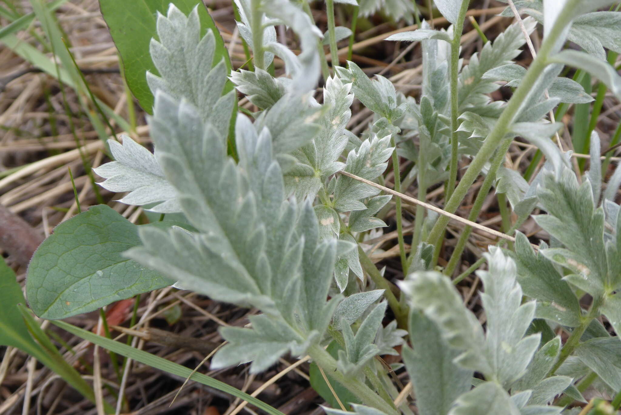 Image of woolly cinquefoil