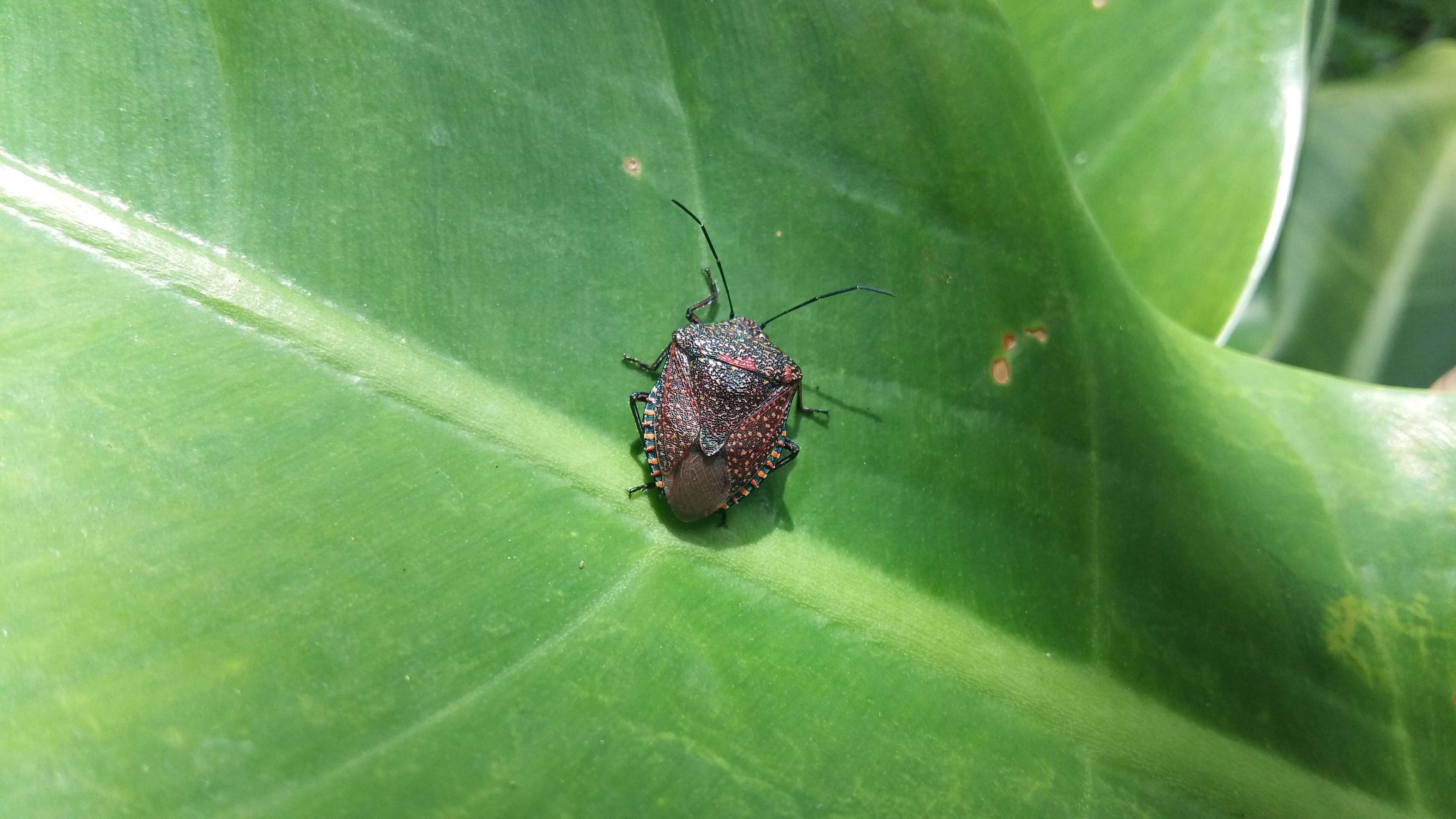 Image of Brown marmorated stink bug