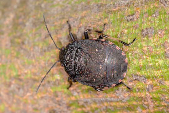 Image of Homalocoris Perty 1833