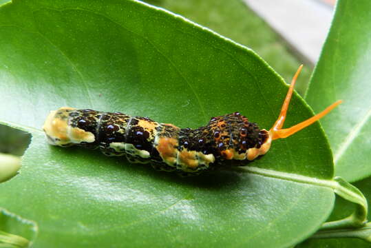 Image of Thoas Swallowtail