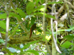 Image de Trogon des Philippines