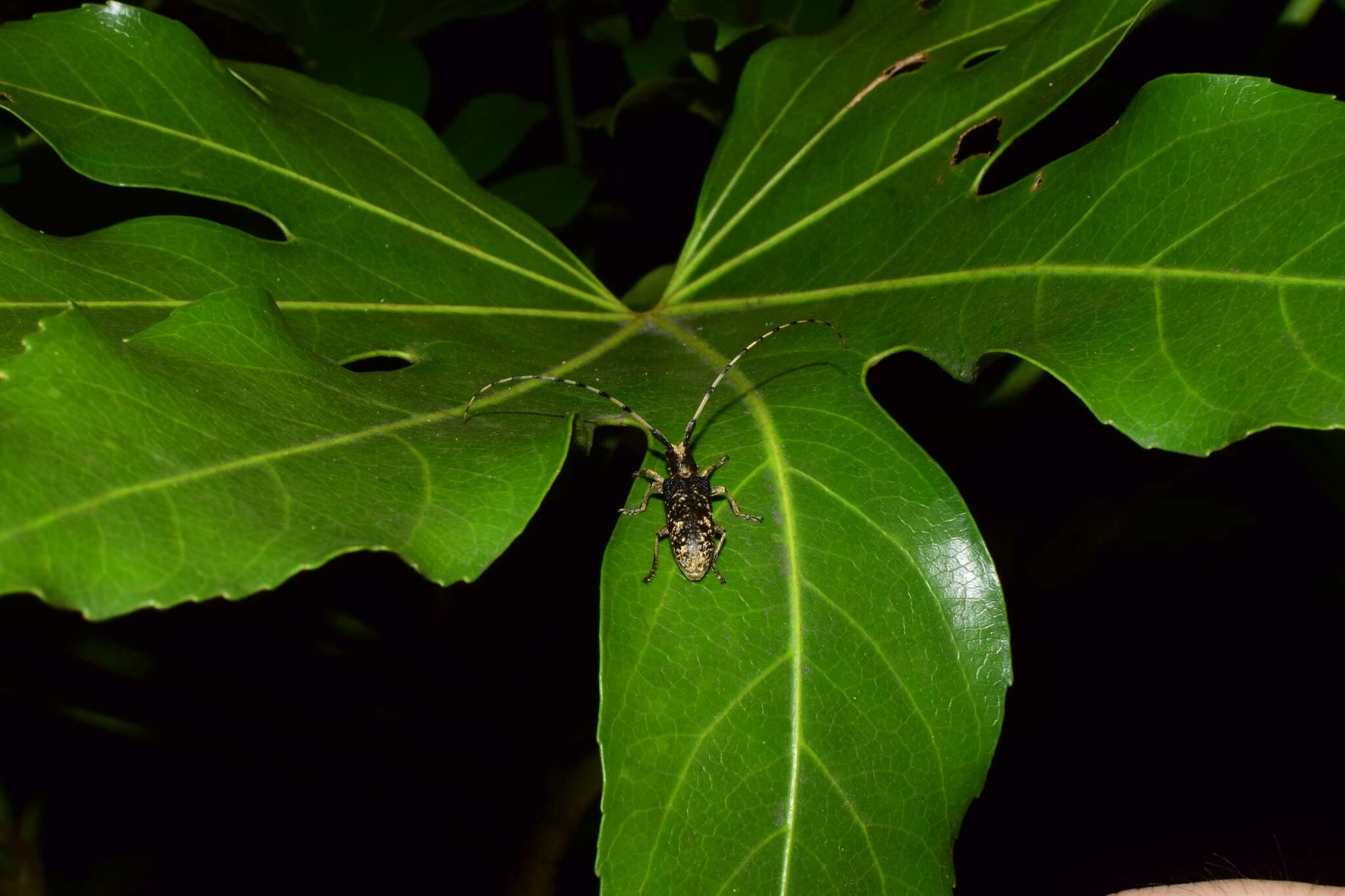 Image of Acalolepta permutans (Pascoe 1857)