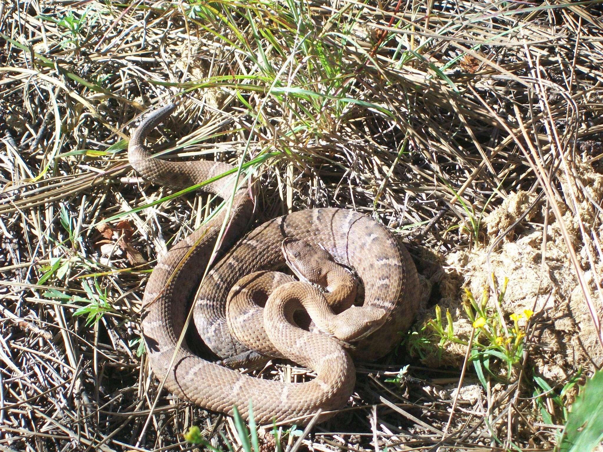 Image of Crotalus willardi silus Klauber 1949