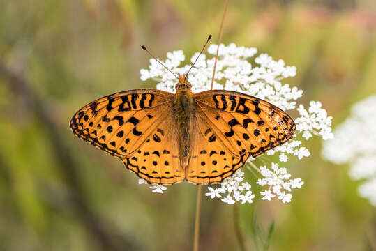 صورة Speyeria aphrodite Fabricius 1787