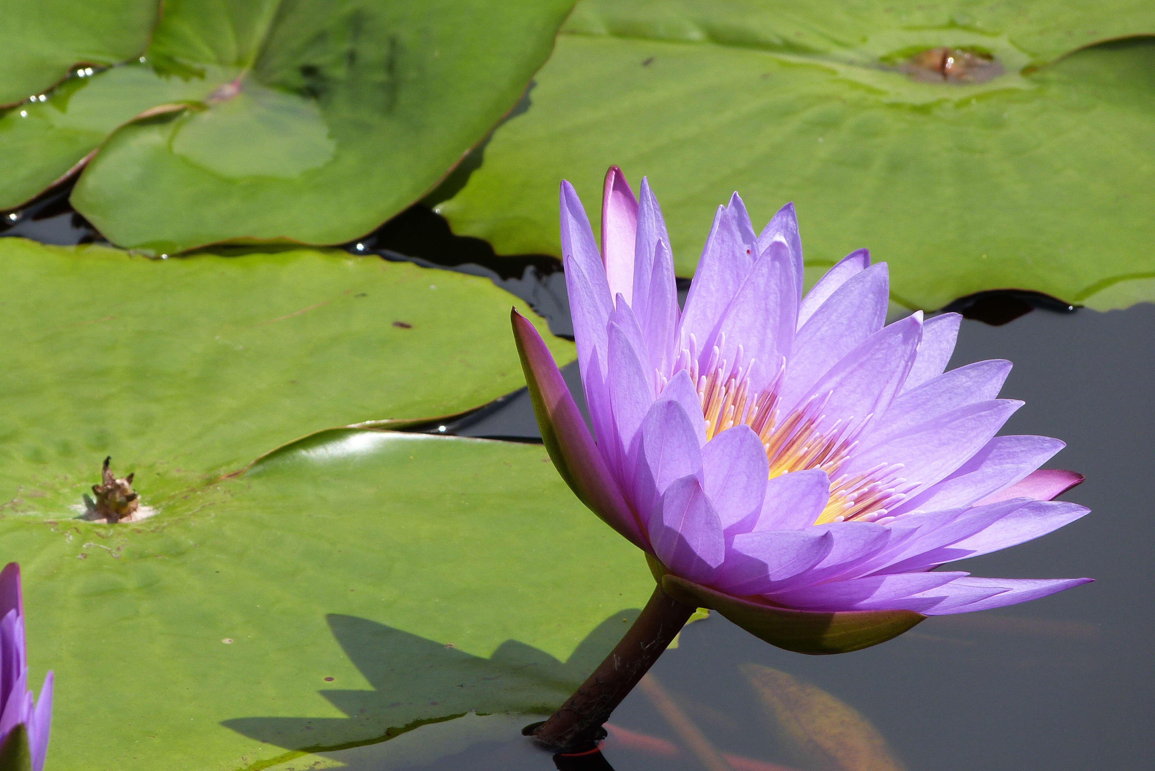 Image de Nénuphar bleu