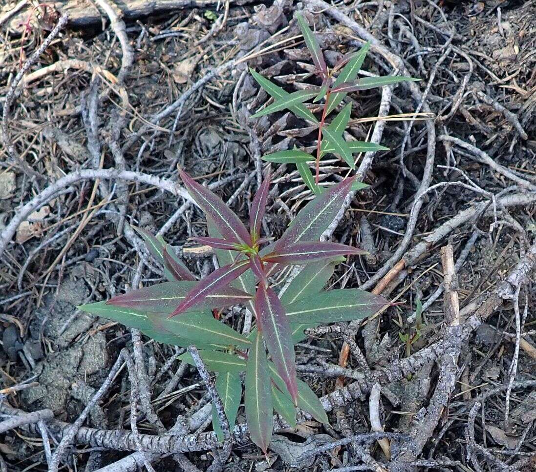 Image of fireweed