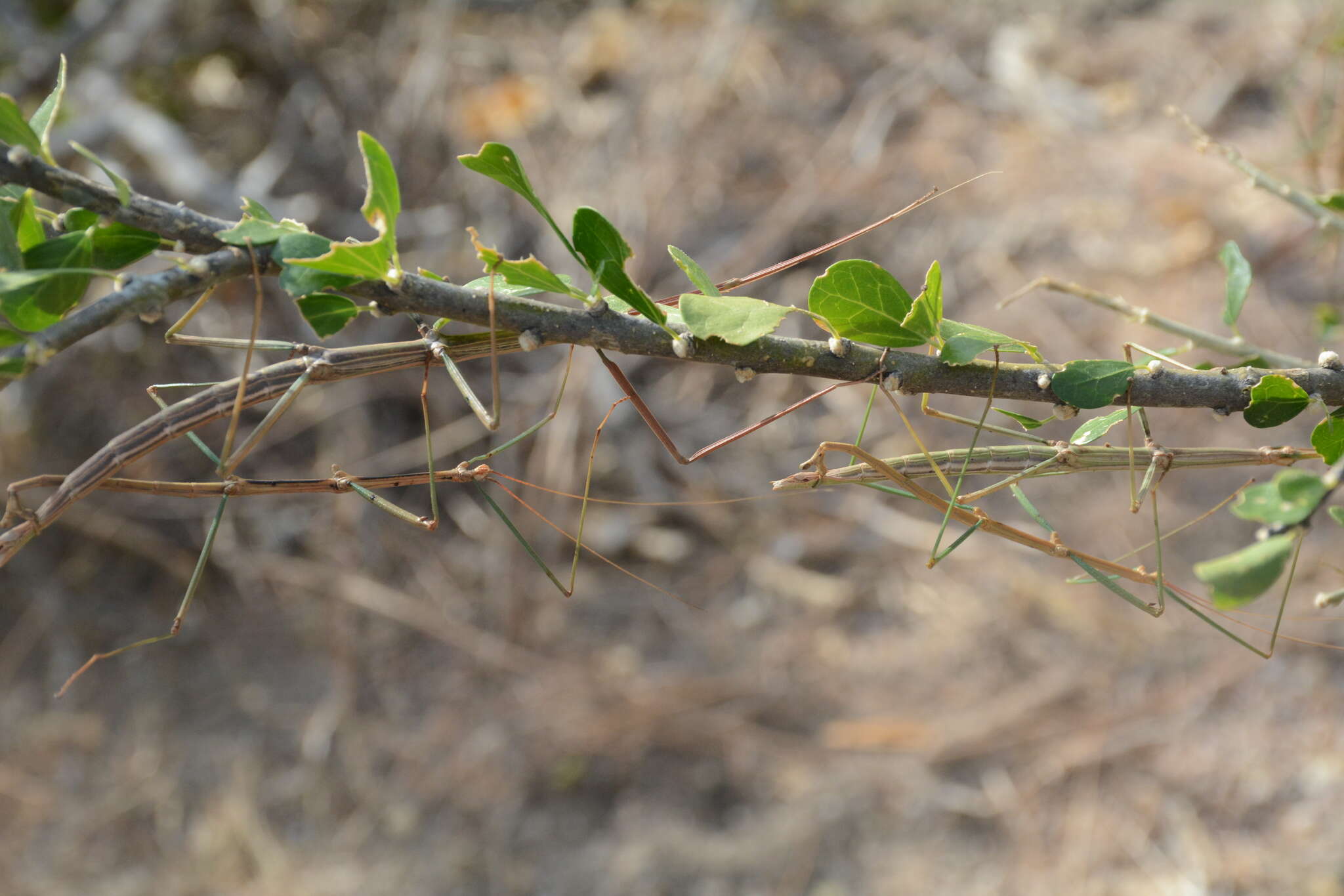 Image of Diapheromera (Diapheromera) kevani Vickery 1997