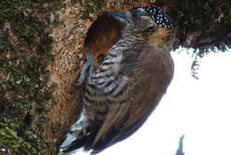 Image of White-wedged Piculet