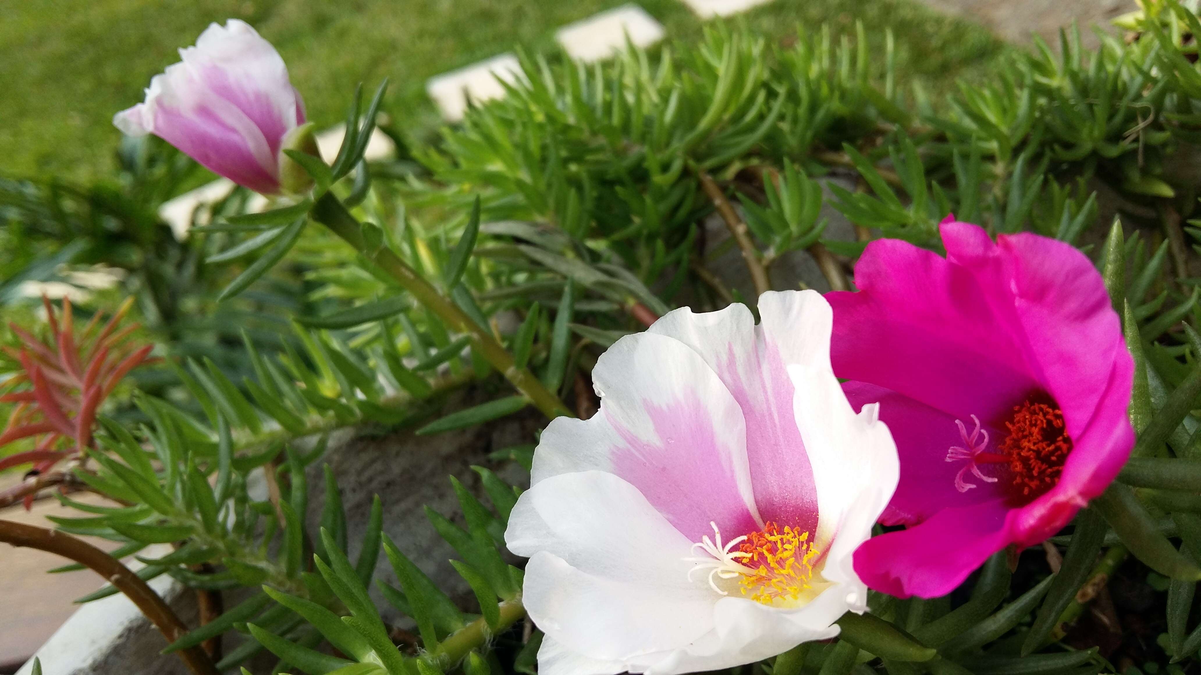 Image of Moss-rose Purslane